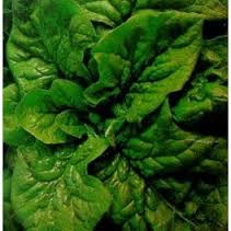 SPINACIO MATADOR GR.100